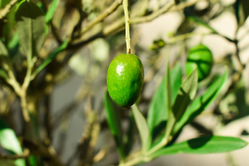 Olive verte dans un olivier