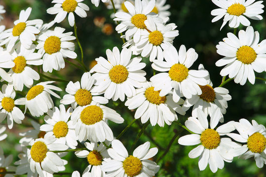 bosquet, parterre de Chrysanth&egrave;me a corymbe blanches &agrave; coeur jaune