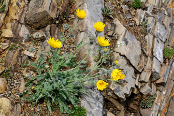 gialli capolini sulla roccia (Hieracium villosum)