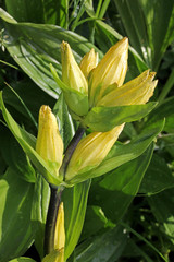 Obraz premium genziana puntata (Gentiana punctata); stelo con boccioli