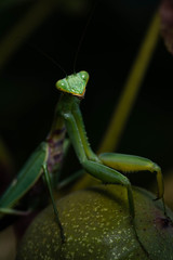 green mantis