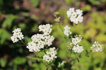 Medicinal wild herb Yarrow Achillea millefolilium . The plant during flowering , closeup.
