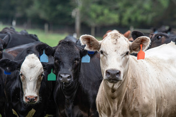 Mixed heifer herd close up