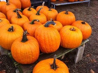 close up of pumpkins on a farm stand
