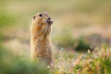 Cute ground squirrel eating crop on a meadow covered with grass and small flower. Very beautiful soft light and nice tones.