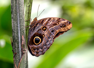 mariposa búho