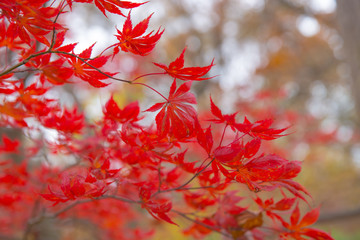 stunning autumn japanese maple foliage at us national arboretum in washington dc