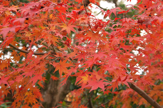 Autumn foliage in Nara, Japan