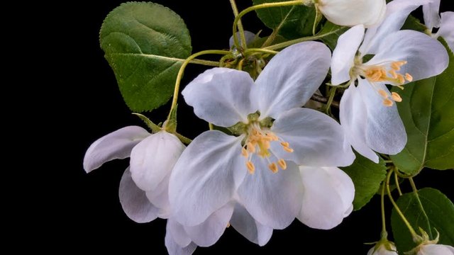Time lapse of Flowering wite flowers on a black background. Close up.