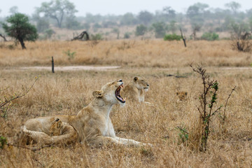Lion cubs playing and mum yawning in the rain in Kruger National Park in South Africa
