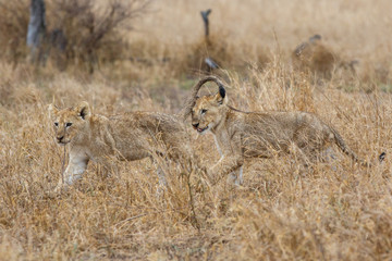 Lion cubs playing in the rain in Kruger National Park in South Africa