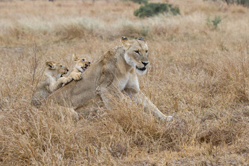 Fototapeta na wymiar Lion cubs playing in the rain in Kruger National Park in South Africa