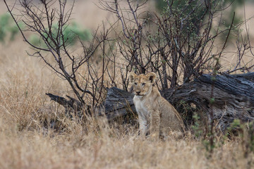 Lion cubs playing in the rain in Kruger National Park in South Africa