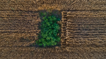 A hidden plantation located in the middle of a golden wheat field, shot perpendicularly from above.