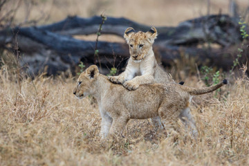 Lion cubs playing in the rain in Kruger National Park in South Africa