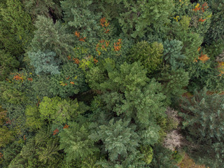 forest, pine-tree trees, filmed from a high point, shot from a height