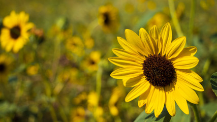 Sunflower Field