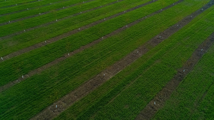 Aerial view of a green field with plowed stripes.