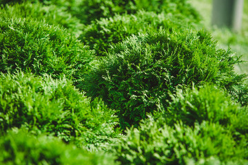 Closeup of Beautiful green christmas leaves of Thuja trees on green background. Twig occidentalis is an evergreen coniferous tree. Platycladus orientalis, also known as Chinese thuja, Ori
