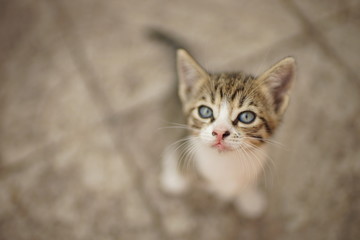 Naklejka na ściany i meble gray-white tabby kitten sitting in the yard on a stone floor