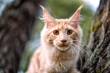Maine coon kitten sitting on a tree in forest, park on summer sunny day.