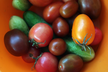 tomatoes on white background