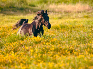 Arabian Mare galloping in meadow of yellow flowers.