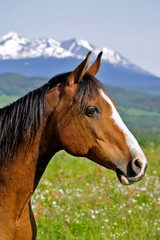 Alert Bay Arabian Horse  in summer meadow,  portrait profile.