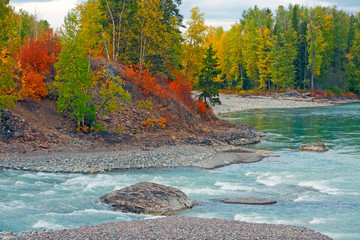 river in the forest
