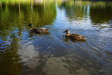 two ducks in a pond