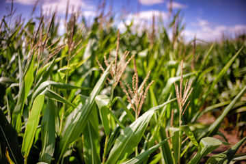 Beautiful a green corn  field view, before harvest and blue sky