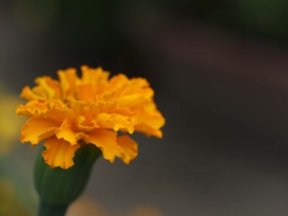 アフリカンマリーゴールドの花