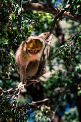 Monkey Business