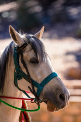 Fototapeta premium Fancy Horse