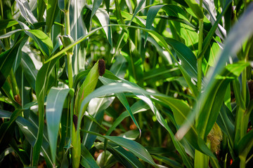 Fototapeta premium Beautiful a green corn field view, before harvest and blue sky