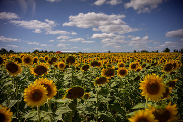 Obraz premium Gorgeous natural Sunflower landscape, blooming sunflowers agricultural field, cloudy blue sky