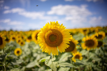 Fototapeta premium Gorgeous natural Sunflower landscape, blooming sunflowers agricultural field, cloudy blue sky