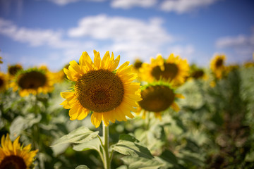 Fototapeta premium Gorgeous natural Sunflower landscape, blooming sunflowers agricultural field, cloudy blue sky
