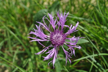 purple wild flower cornflower on a blurred background of green grass macro