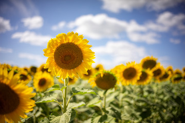 Obraz premium Gorgeous natural Sunflower landscape, blooming sunflowers agricultural field, cloudy blue sky