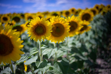 Obraz premium Gorgeous natural Sunflower landscape, blooming sunflowers agricultural field, cloudy blue sky