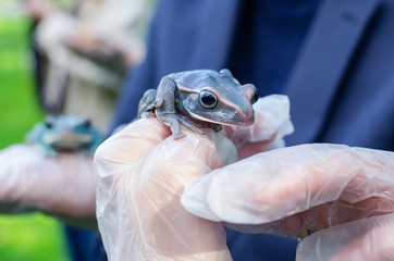Rhacophorus Feae (The Leonardo Fea) is sitting on gloved hands. Frog is going to jump. Exotic pet...