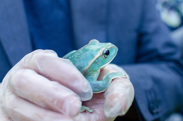 Rhacophorus Feae (The Leonardo Fea) is sitting on gloved hands. Frog is going to jump. Exotic pet...