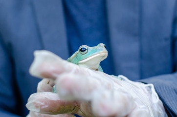 Rhacophorus Feae (The Leonardo Fea) is sitting on gloved hands. Frog is going to jump. Exotic pet...
