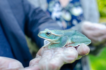 Rhacophorus Feae (The Leonardo Fea) is sitting on gloved hands. Frog is going to jump. Exotic pet...