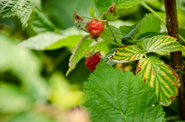 Garden raspberry bush and ripe red berries on the branches
