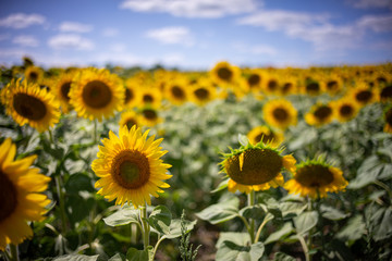 Gorgeous natural Sunflower  landscape, blooming sunflowers agricultural field, cloudy blue sky