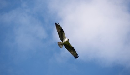 Osprey in Flight