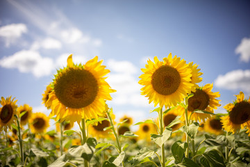 Gorgeous natural Sunflower  landscape, blooming sunflowers agricultural field, cloudy blue sky