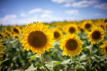 Obraz premium Gorgeous natural Sunflower landscape, blooming sunflowers agricultural field, cloudy blue sky